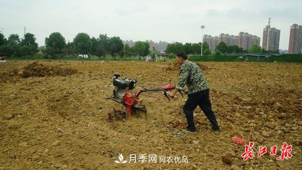 湖北武漢百萬株月季“理發(fā)”，國慶節(jié)前將綻放街頭(圖4)