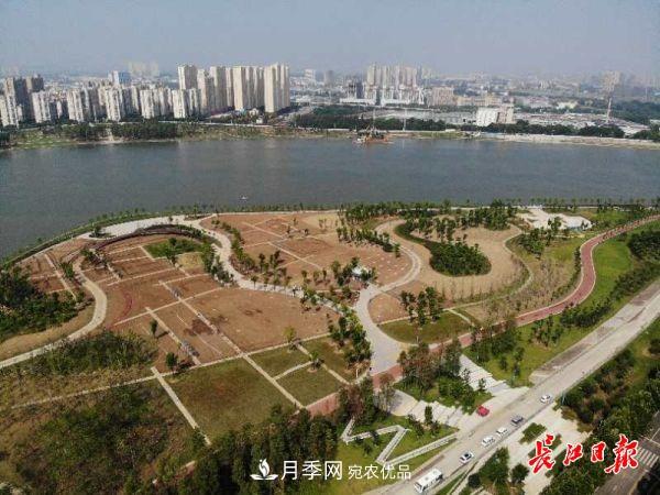 湖北武漢百萬株月季“理發(fā)”，國慶節(jié)前將綻放街頭(圖5)