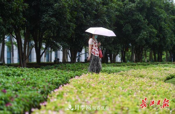 湖北武漢百萬株月季“理發(fā)”，國慶節(jié)前將綻放街頭(圖7)