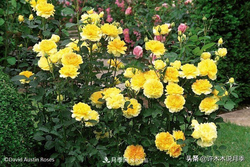 哪些月季更好更值得種植？擦亮眼睛全面分析月季優(yōu)缺點(圖1)