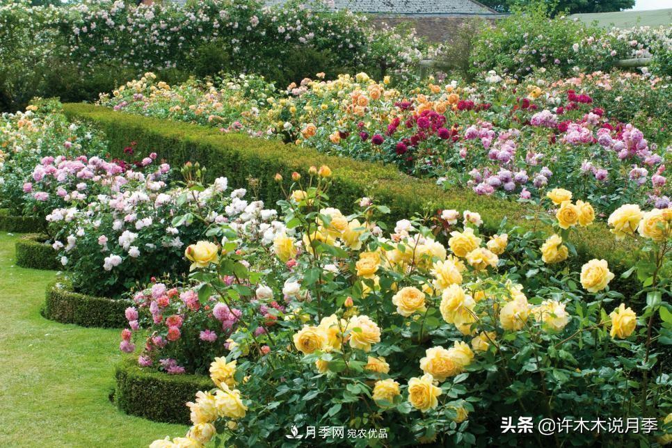 哪些月季更好更值得種植？擦亮眼睛全面分析月季優(yōu)缺點(圖3)