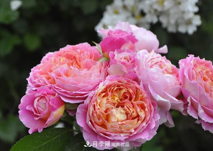 會變色的花！莫奈月季變化多，能耐高溫很好養(yǎng)(圖1)