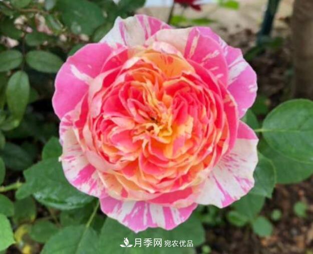 會變色的花！莫奈月季變化多，能耐高溫很好養(yǎng)(圖2)