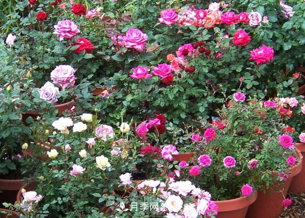 月季、三角梅、桂花、天竺葵，***適合秋天盆栽的花卉(圖1)