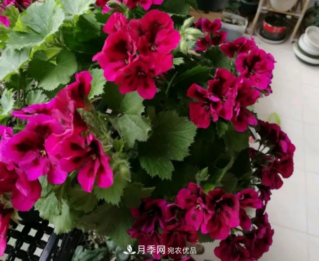 月季、三角梅、桂花、天竺葵，***適合秋天盆栽的花卉(圖5)