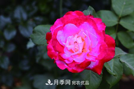 養(yǎng)護(hù)月季花施肥施什么肥料？(圖2)