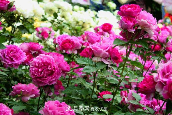 什么是豐花月季，它有什么特點？(圖1)