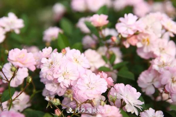 什么是豐花月季，它有什么特點？(圖2)
