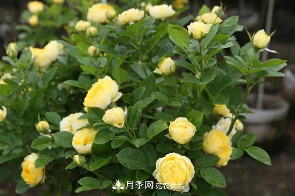 什么是豐花月季，它有什么特點？(圖3)