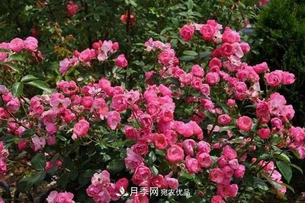 什么是豐花月季，它有什么特點？(圖4)