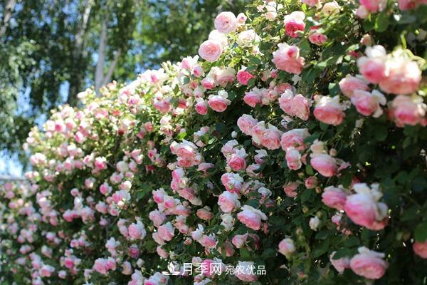 西北東北寒冷地區(qū)能種植藤本月季嗎？(圖1)