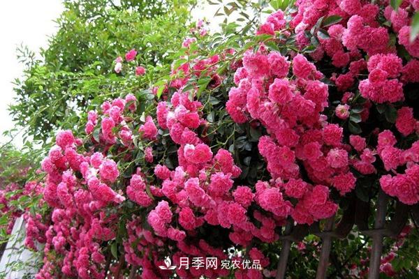 西北東北寒冷地區(qū)能種植藤本月季嗎？(圖2)