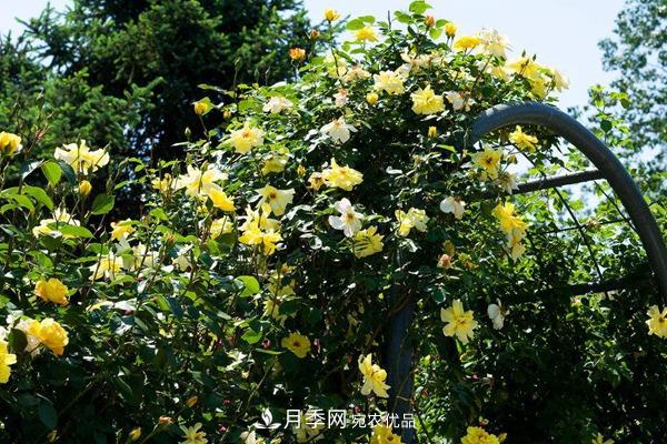 西北東北寒冷地區(qū)能種植藤本月季嗎？(圖3)