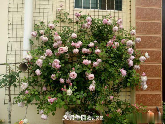 冬天養(yǎng)月季，開(kāi)花很簡(jiǎn)單，滿足“2個(gè)要求”，家住東北也能開(kāi)(圖1)