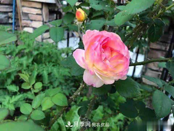 冬天養(yǎng)月季，開(kāi)花很簡(jiǎn)單，滿足“2個(gè)要求”，家住東北也能開(kāi)(圖2)