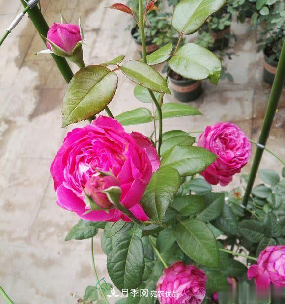 冬天養(yǎng)月季，開(kāi)花很簡(jiǎn)單，滿足“2個(gè)要求”，家住東北也能開(kāi)(圖3)