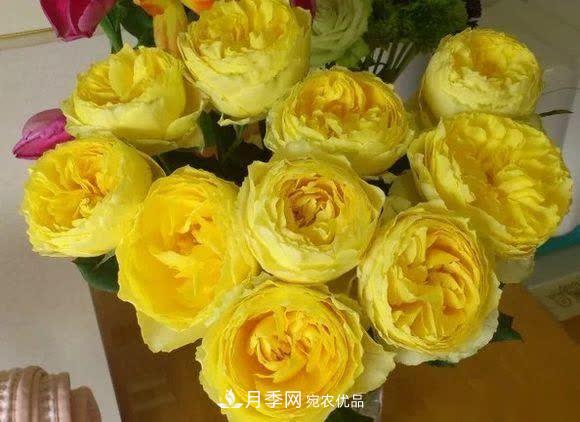 冬天養(yǎng)月季，開(kāi)花很簡(jiǎn)單，滿足“2個(gè)要求”，家住東北也能開(kāi)(圖8)