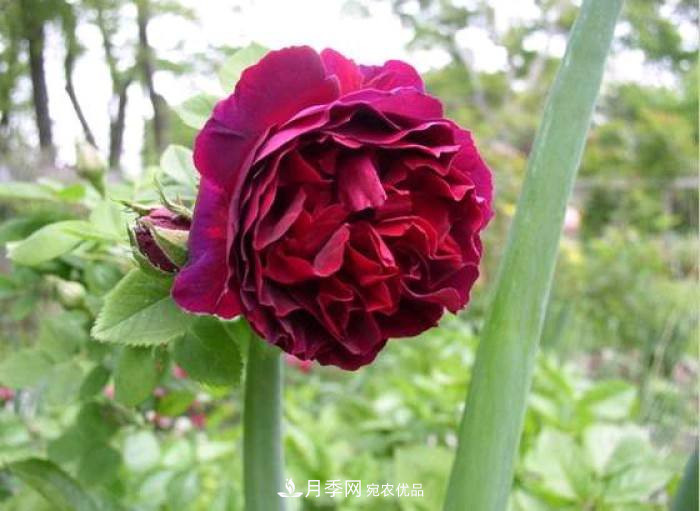 忙里偷閑，推薦5個月季品種，花色鮮艷還好養(yǎng)(圖1)