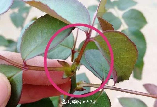 月季盲芽怎么修剪？(圖1)