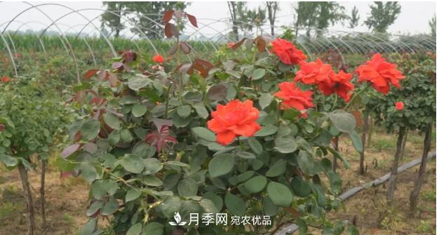 樹(shù)狀月季門(mén)道多，南陽(yáng)樹(shù)狀月季怎樣種植？月季冠幅小、偏冠是啥原因？(圖3)