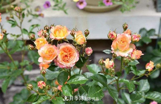 營養(yǎng)缽月季多少錢一棵？營養(yǎng)缽月季怎么緩苗？(圖1)