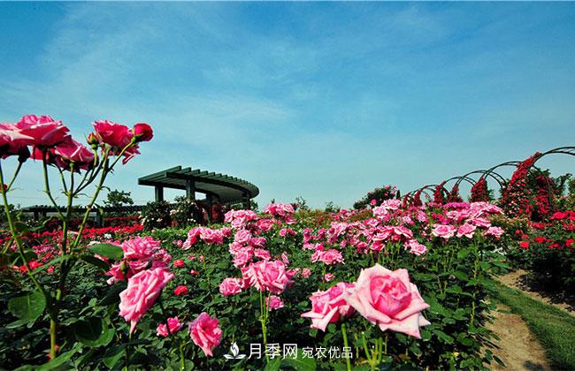 營養(yǎng)缽月季多少錢一棵？營養(yǎng)缽月季怎么緩苗？(圖4)