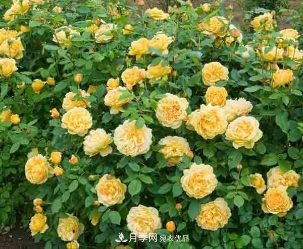 月季小白養(yǎng)花寶典！7條干貨知識(shí)，讓你家月季越養(yǎng)越驚艷(圖2)