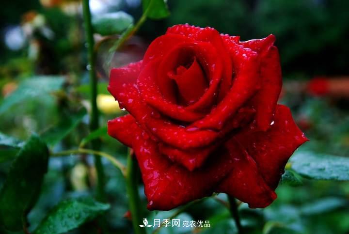 月季花這樣管理，一年開兩次花(圖1)