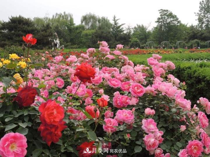 月季花這樣管理，一年開兩次花(圖2)