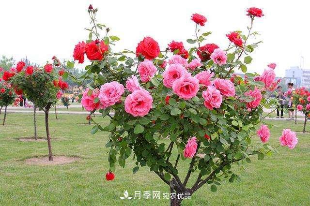 月季花這樣管理，一年開兩次花(圖3)