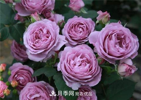 這6種月季花，四季開花不斷，又大又美，值得入手(圖3)