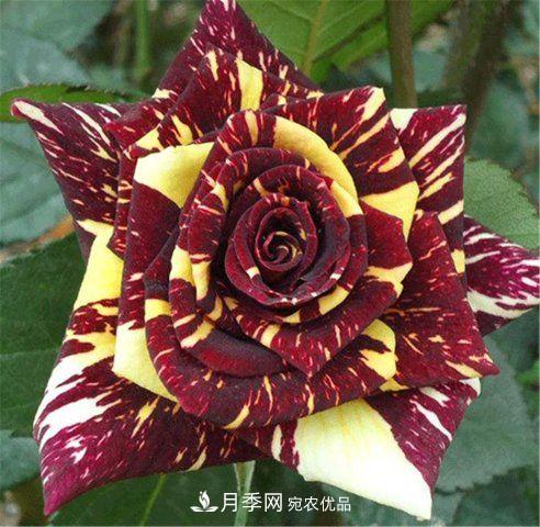 全球10大“名貴”月季花，養(yǎng)過其中5盆，就算“月季發(fā)燒友”(圖2)