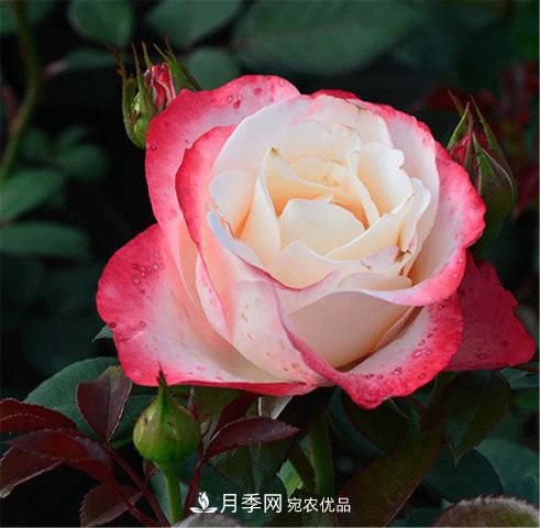 全球10大“名貴”月季花，養(yǎng)過其中5盆，就算“月季發(fā)燒友”(圖1)