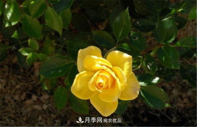 全球10大“名貴”月季花，養(yǎng)過其中5盆，就算“月季發(fā)燒友”(圖3)