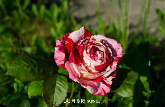 全球10大“名貴”月季花，養(yǎng)過其中5盆，就算“月季發(fā)燒友”(圖5)