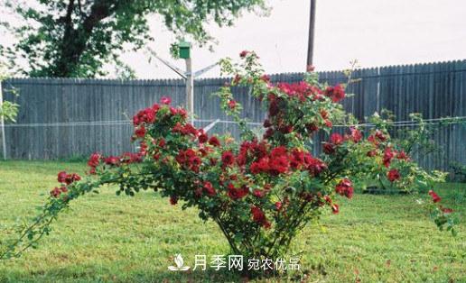 全球10大“名貴”月季花，養(yǎng)過其中5盆，就算“月季發(fā)燒友”(圖6)