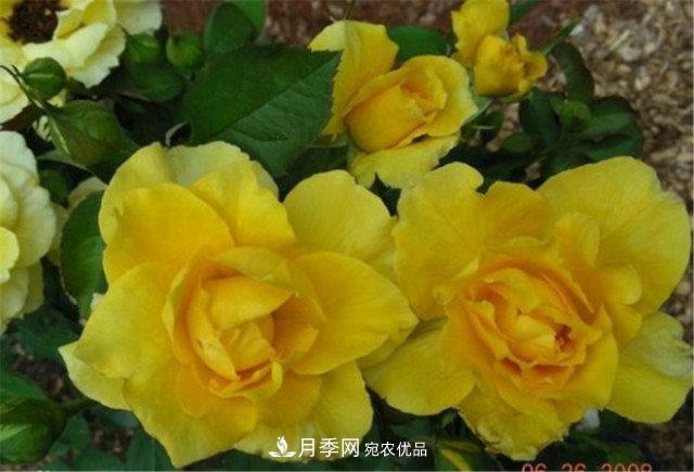 全球10大“名貴”月季花，養(yǎng)過其中5盆，就算“月季發(fā)燒友”(圖7)