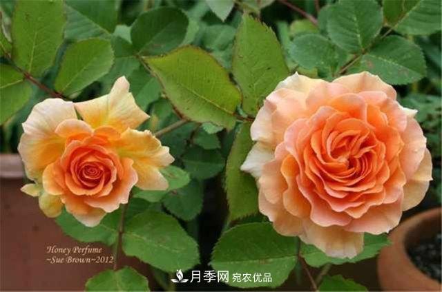全球10大“名貴”月季花，養(yǎng)過其中5盆，就算“月季發(fā)燒友”(圖9)