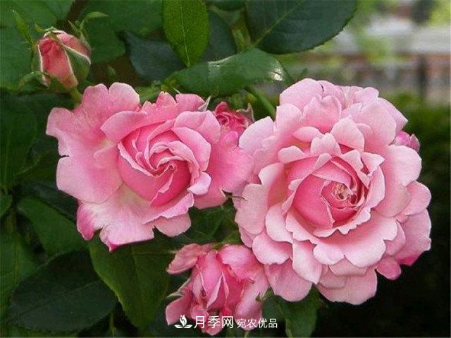 全球10大“名貴”月季花，養(yǎng)過其中5盆，就算“月季發(fā)燒友”(圖8)
