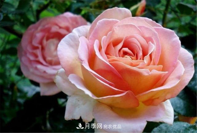 全球10大“名貴”月季花，養(yǎng)過其中5盆，就算“月季發(fā)燒友”(圖11)