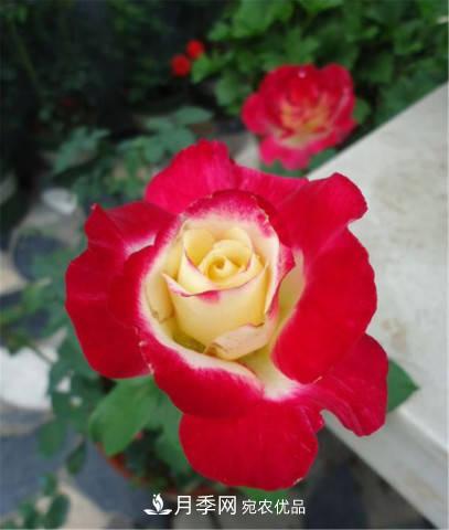 全球10大“名貴”月季花，養(yǎng)過其中5盆，就算“月季發(fā)燒友”(圖12)