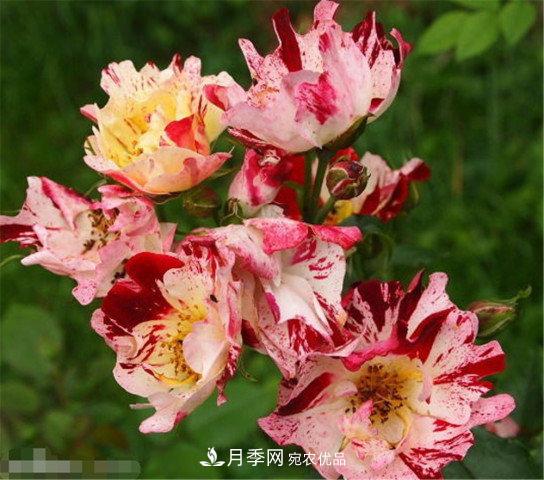 全球10大“名貴”月季花，養(yǎng)過其中5盆，就算“月季發(fā)燒友”(圖10)