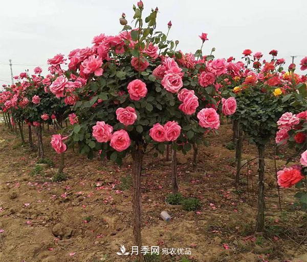 月季扦插后所需的溫度濕度，你不能不知道(圖1)