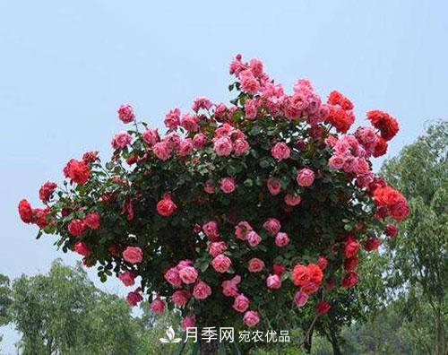 送給新手的月季樹種植方法，希望可以幫到植物“殺手”的你(圖1)