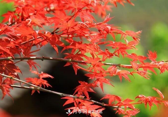 紅楓栽培要點(diǎn)，盆景園林皆宜(圖3)