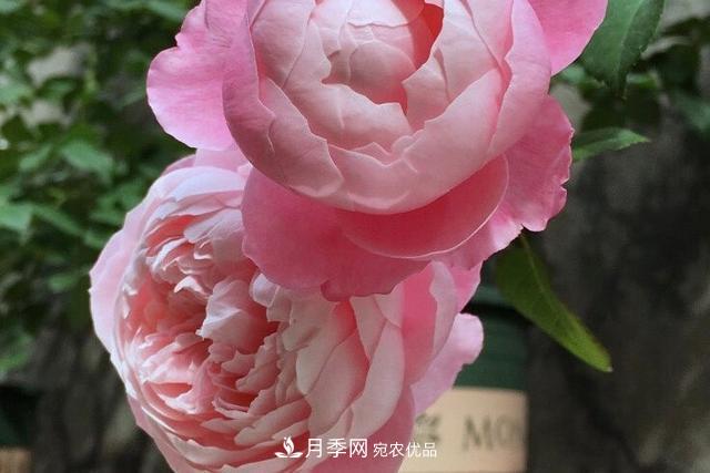 推薦這6款月季，顏值都巨高，喜歡月季的千萬不要錯過(圖4)