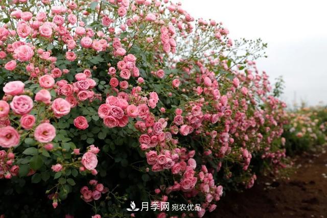 推薦這6款月季，顏值都巨高，喜歡月季的千萬不要錯過(圖5)