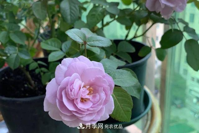 推薦這6款月季，顏值都巨高，喜歡月季的千萬不要錯過(圖1)
