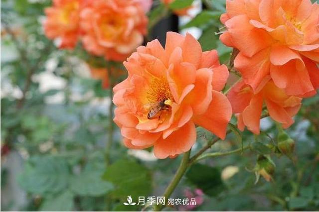 推薦這6款月季，顏值都巨高，喜歡月季的千萬不要錯過(圖2)