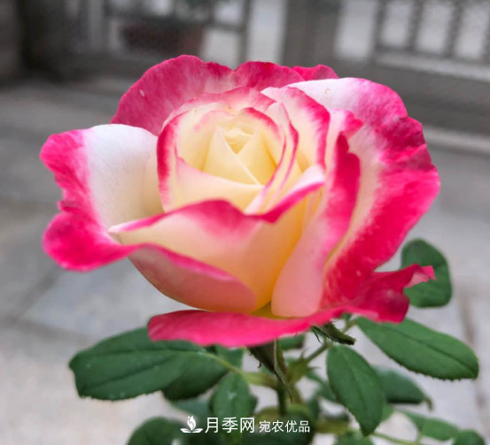10款濃香月季，開花比香水還好聞，從春一直開到秋！(圖1)